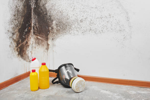 Office Mold Removal Services in Largo, MD