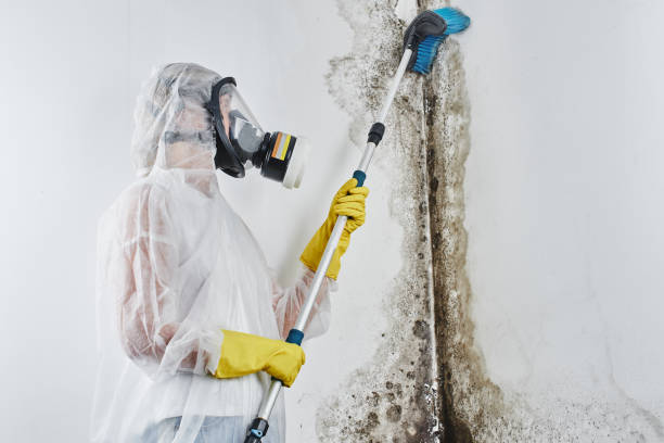 Best Office Mold Removal Services  in Largo, MD