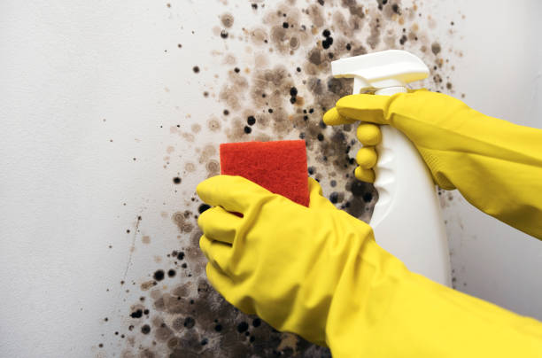 Best Black Mold Removal  in Largo, MD