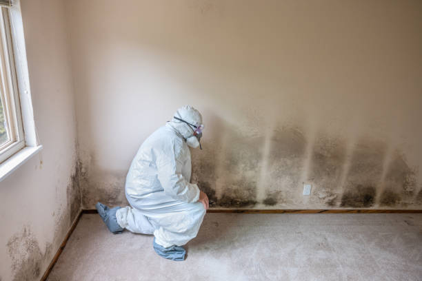 Best Certified Mold Removal  in Largo, MD