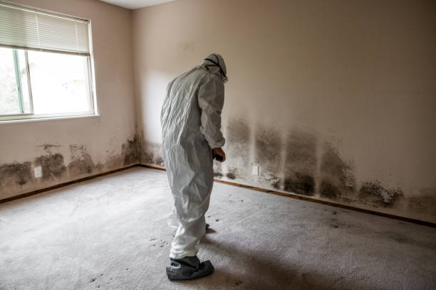 Best Commercial Mold Removal  in Largo, MD