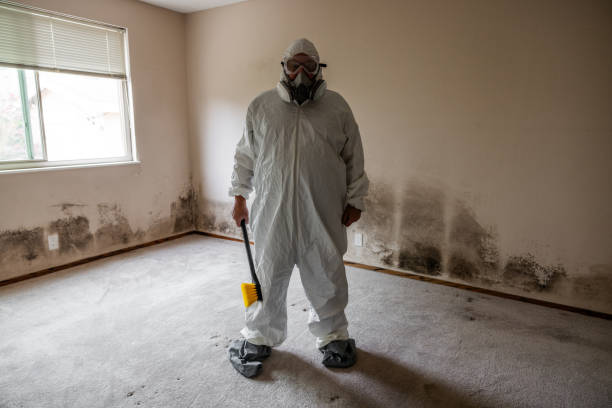 Best Black Mold Removal  in Largo, MD