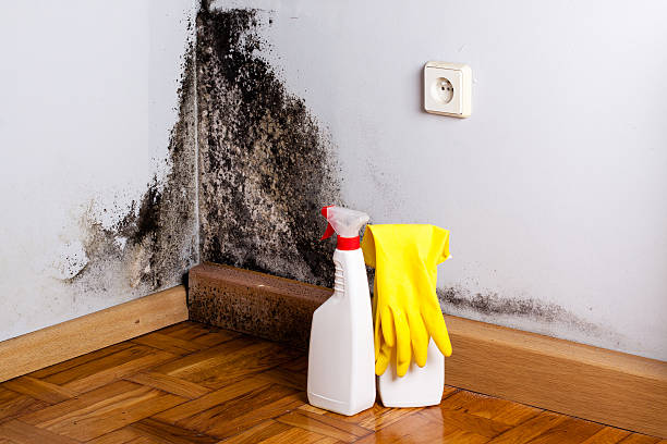 Best Professional Mold Removal  in Largo, MD