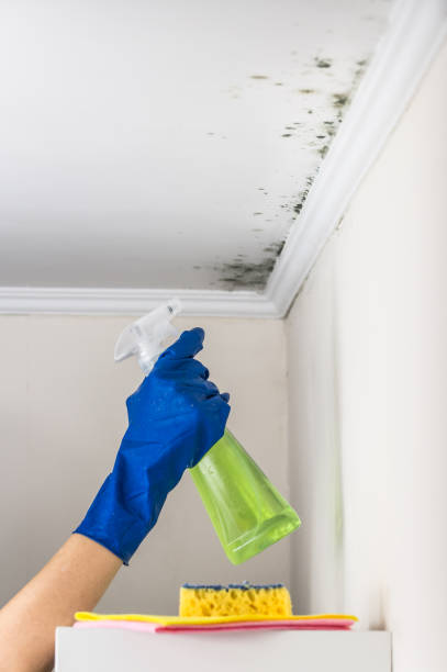 Best Mold Damage Repair  in Largo, MD